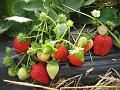 Albion Vissers aardbeiplanten BV America strawberryplants (2)